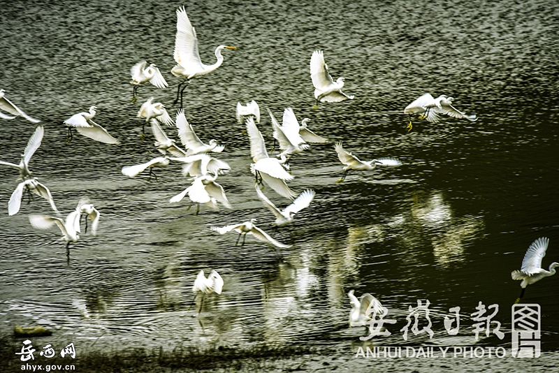 白鹭起舞生态美